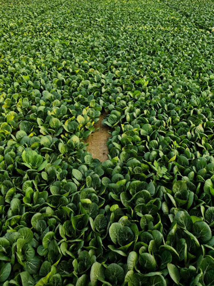 Golden Beauty Black Leaf Bok Choy