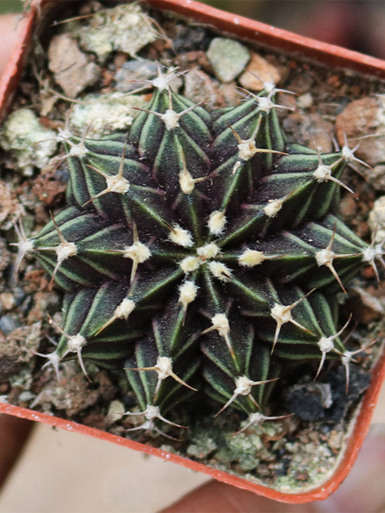 Gymnocalycium hybrid 'Rib Peony'