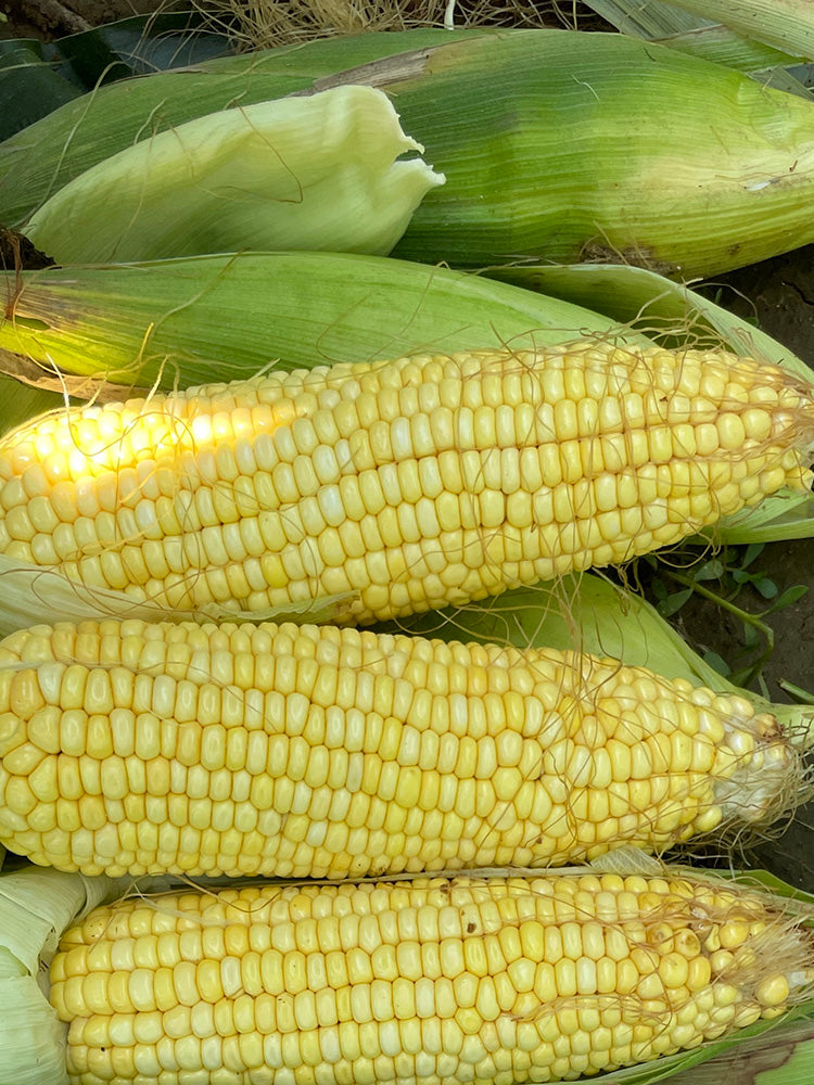 'Minuo 1157' F1 Yellow Waxy Corn
