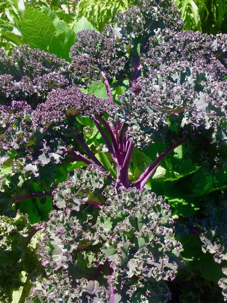 Purple Kale