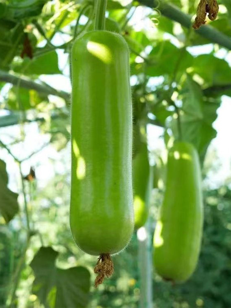 'Zhepu No.9' Bottle Gourds