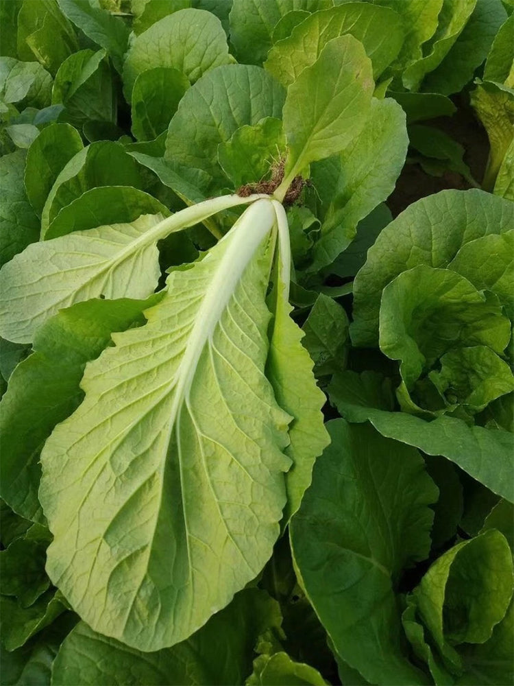 Sweet Crispy 'Chiye' Pak Choi