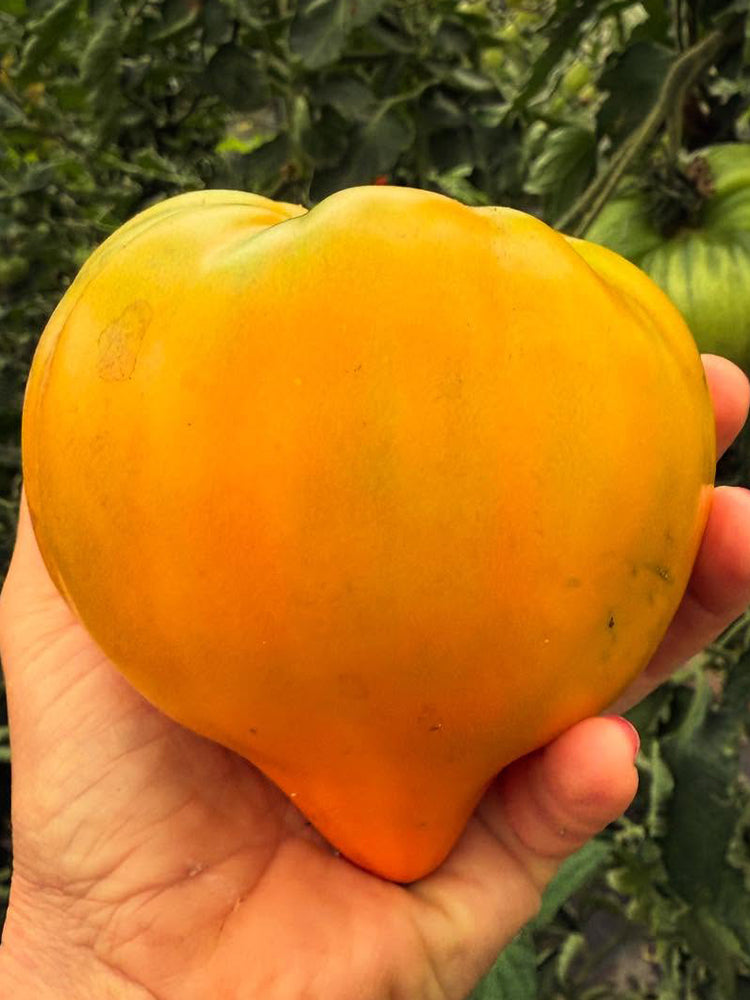 'Lyuba's Heart' Tomato