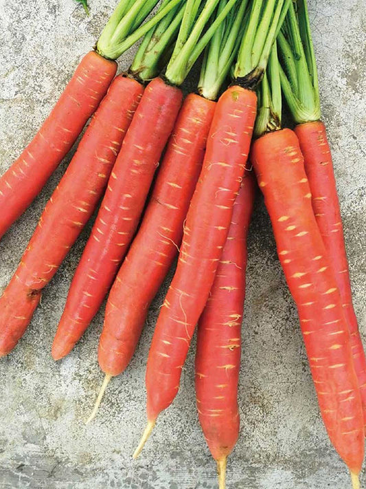 'Beauty Finger' Carrot
