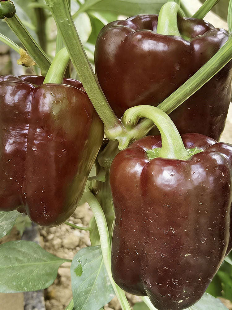 Coffee Fruit Sweet Pepper
