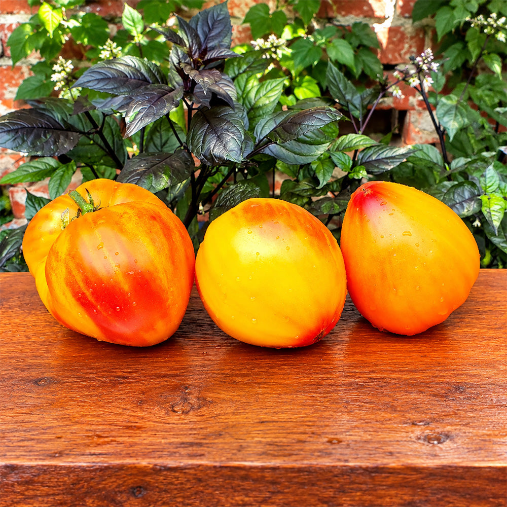 532 Minusinsk Orange Elephant Tomato