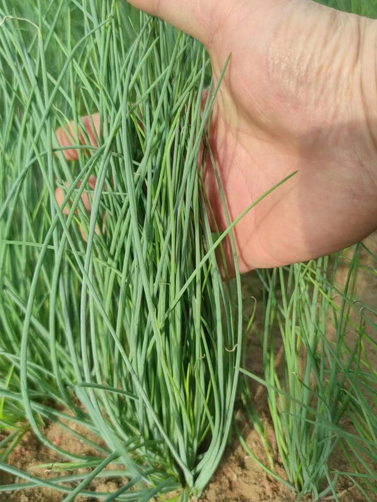 Minqin Sand Scallion (Allium mongolicum)