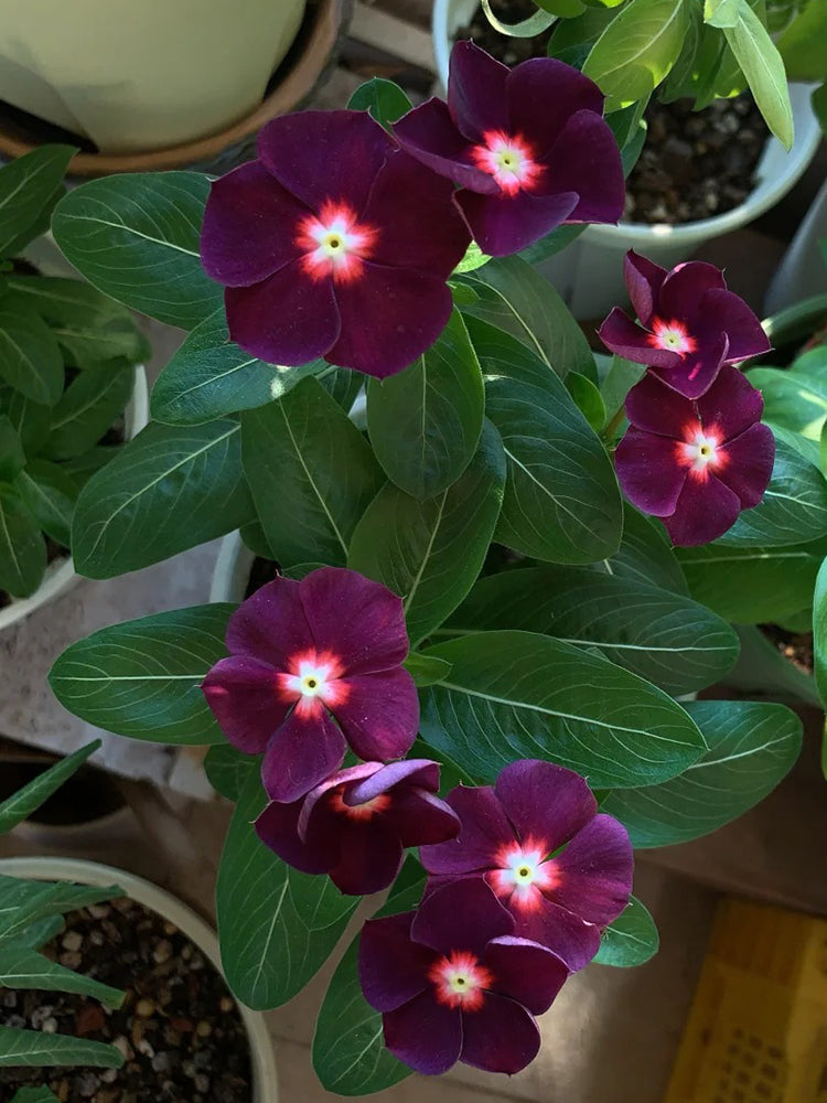 Madagascar Periwinkle