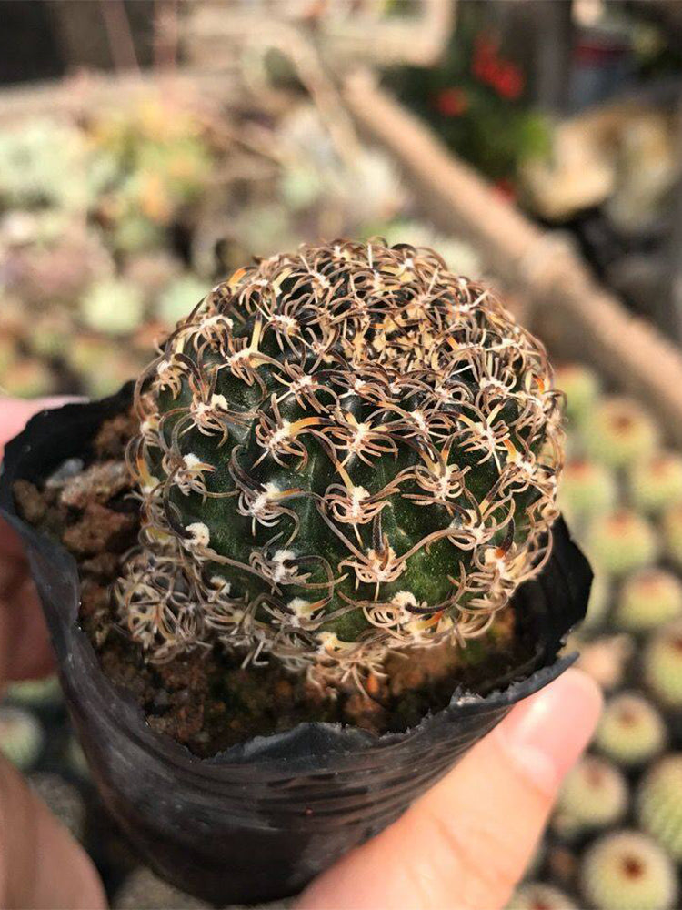 Echinopsis schieliana var. unguispina