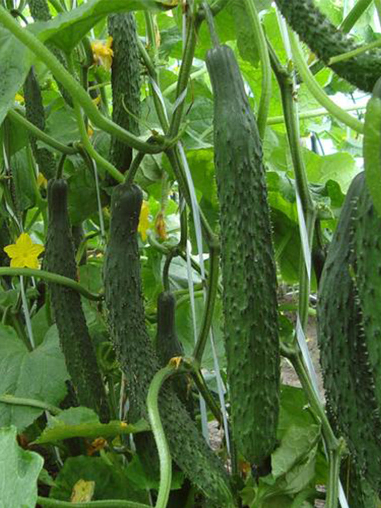 Fuyang Spiny Cucumbers
