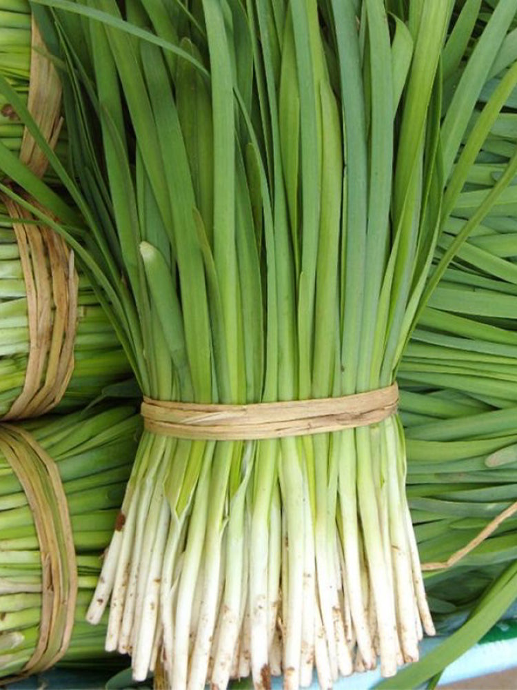 'Jiemei' Broadleaf Chinese Leek