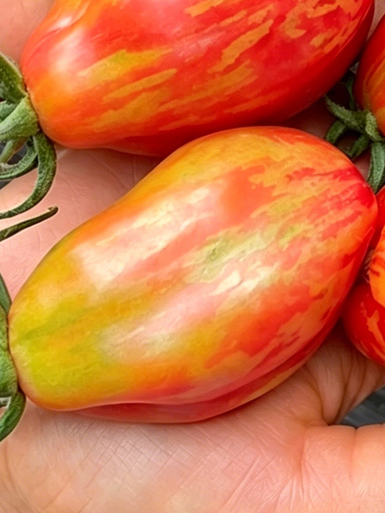 Red Pear Tomato