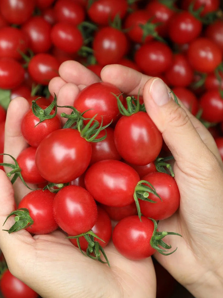 Fen Meina Cherry Tomato