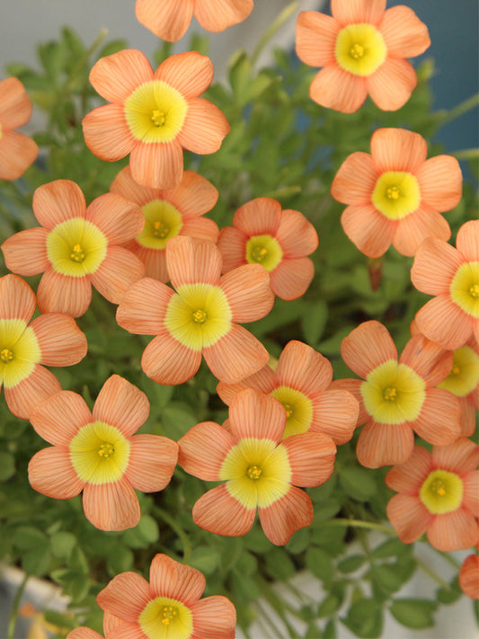 Oxalis obtusa Series Bulb - 'Coppery Orange'