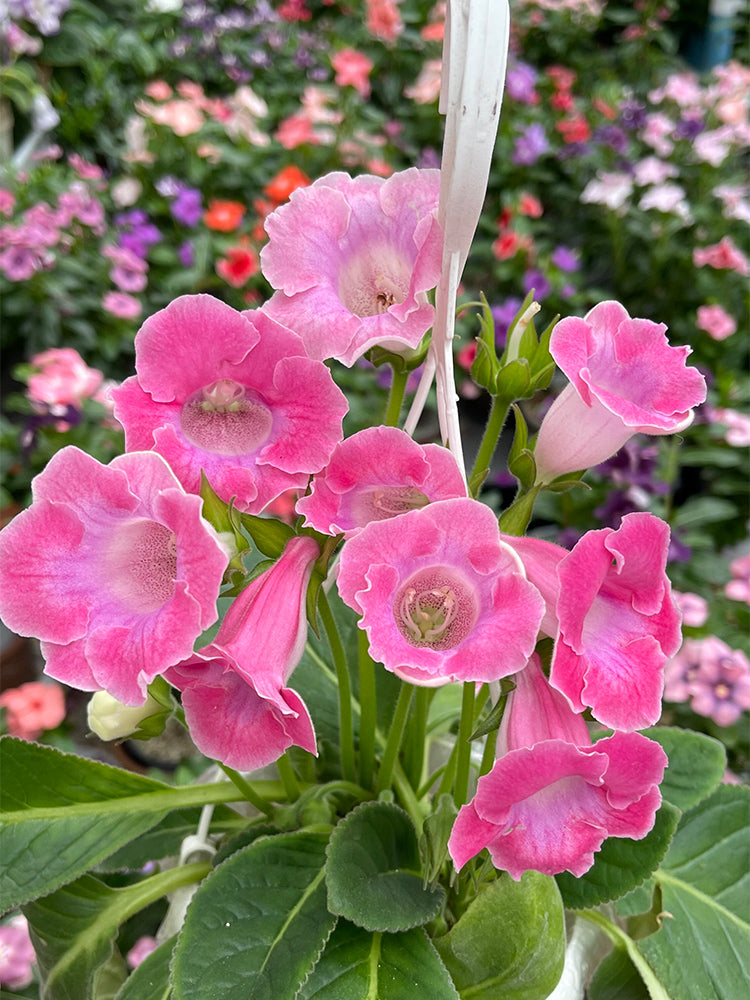 Gloxinia (Mixed 10+ Varieties)