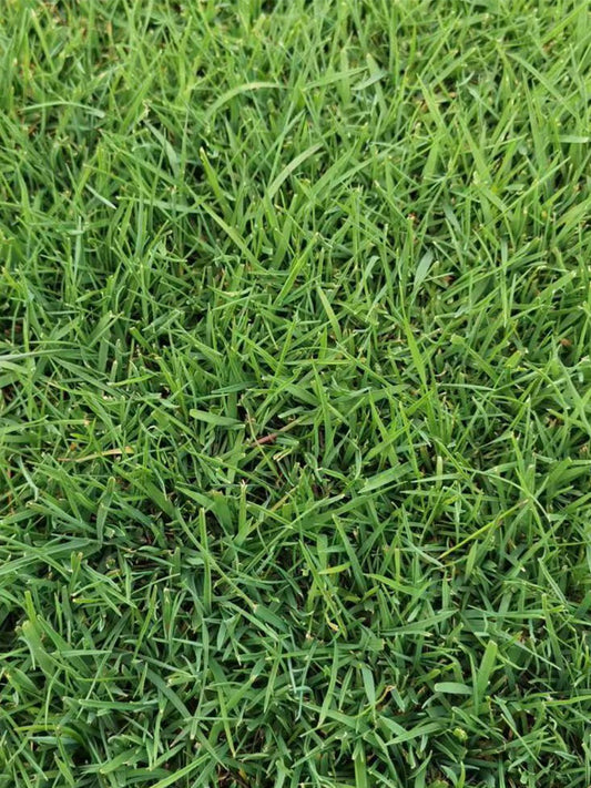 Green Joy Perennial Ryegrass