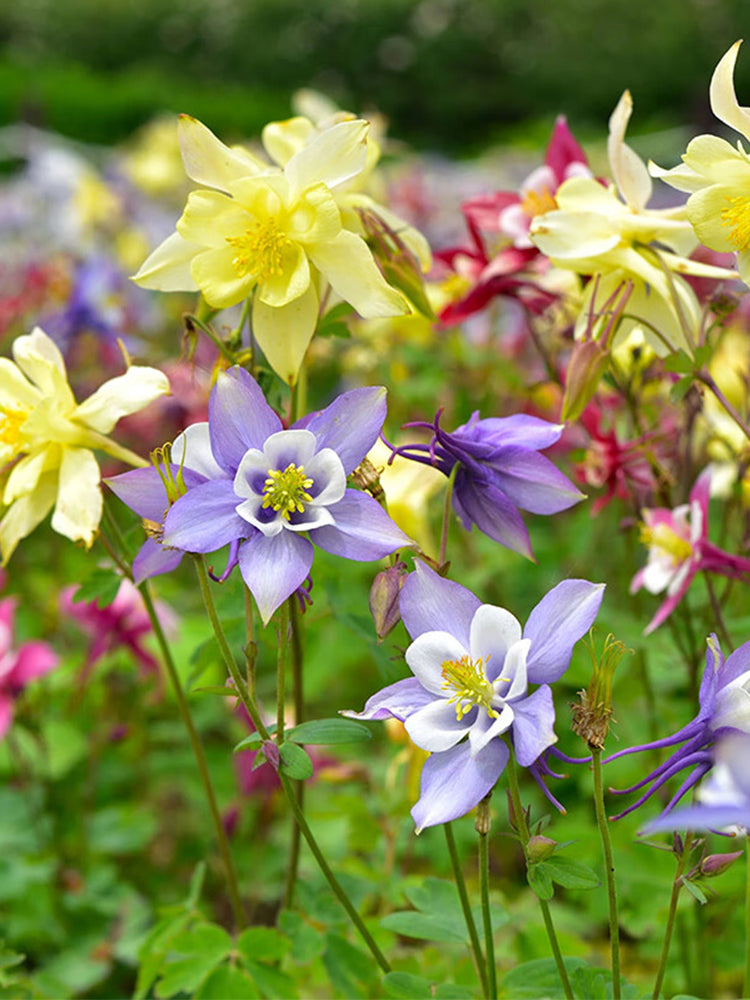 Hezhichun Aquilegia 'Cat's Paw Mix'