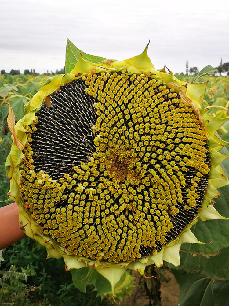 Super Giant Edible Sunflower