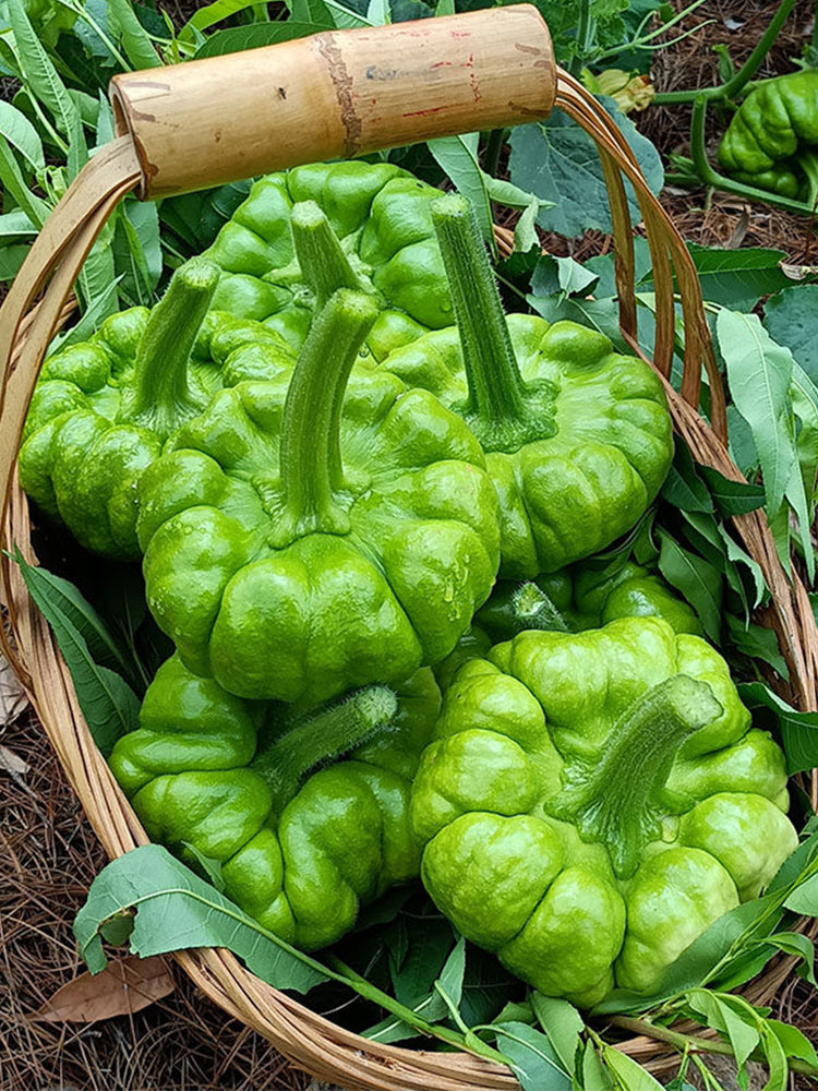 Qihe Agriculture Jiangbing Pumpkin