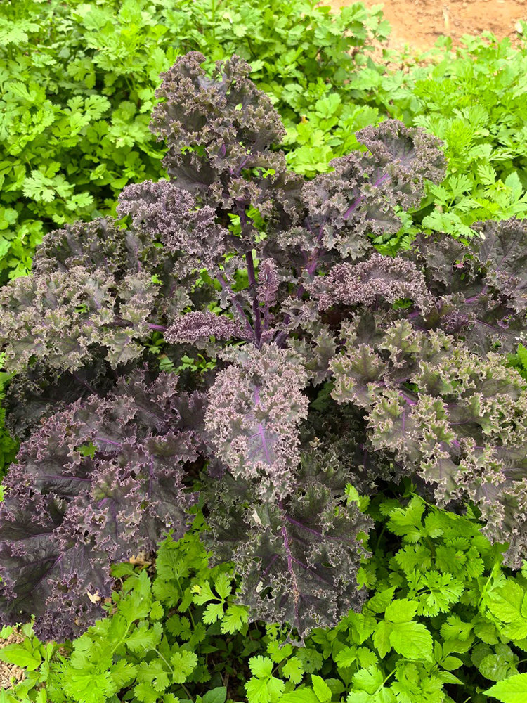 Ziyu No. 1 Kale