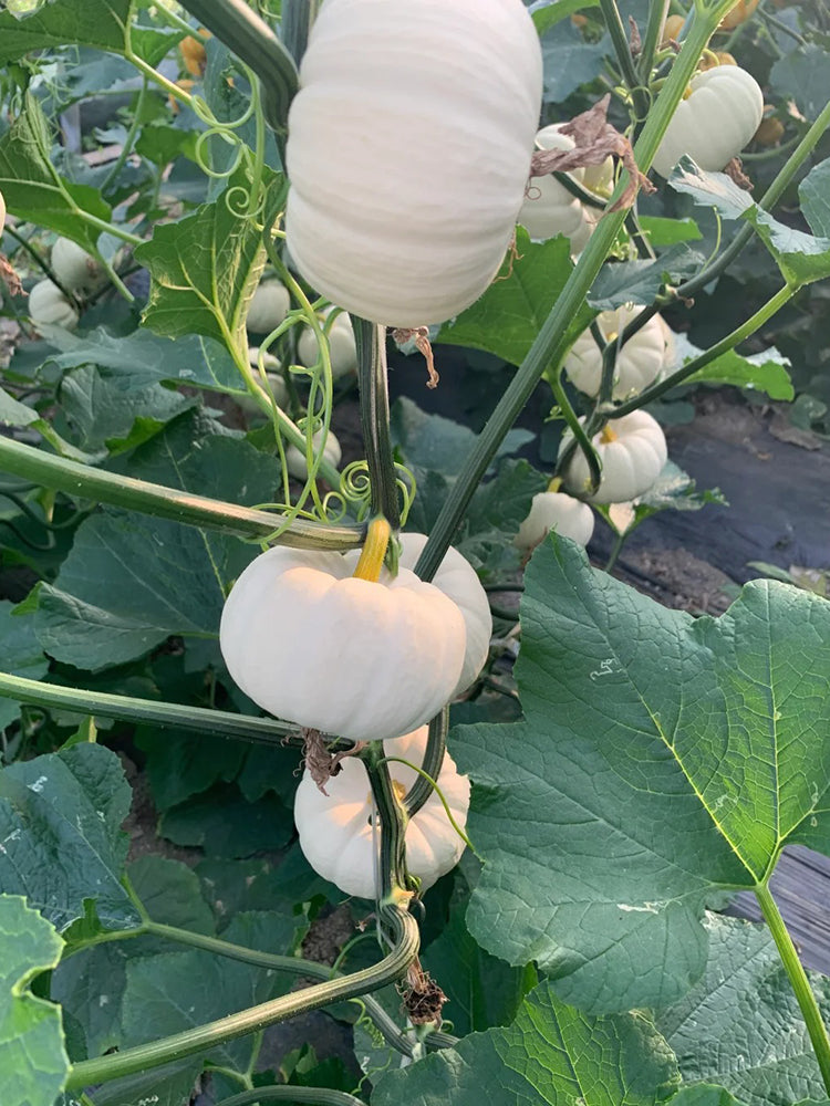 White Baby Pumpkin