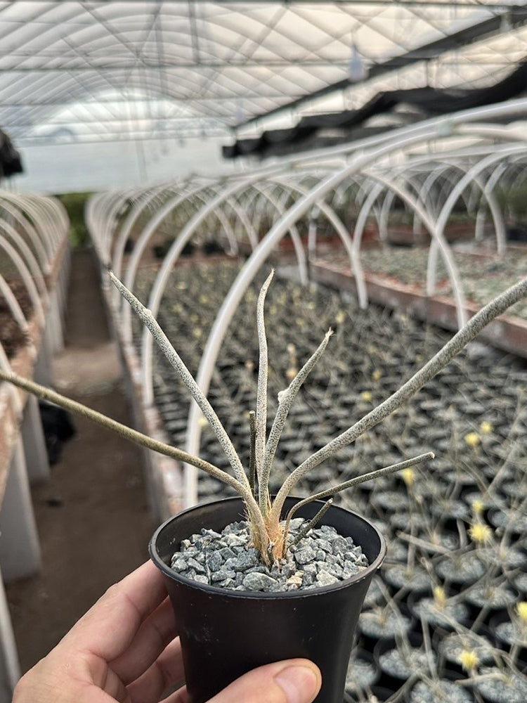 Astrophytum caput-medusae