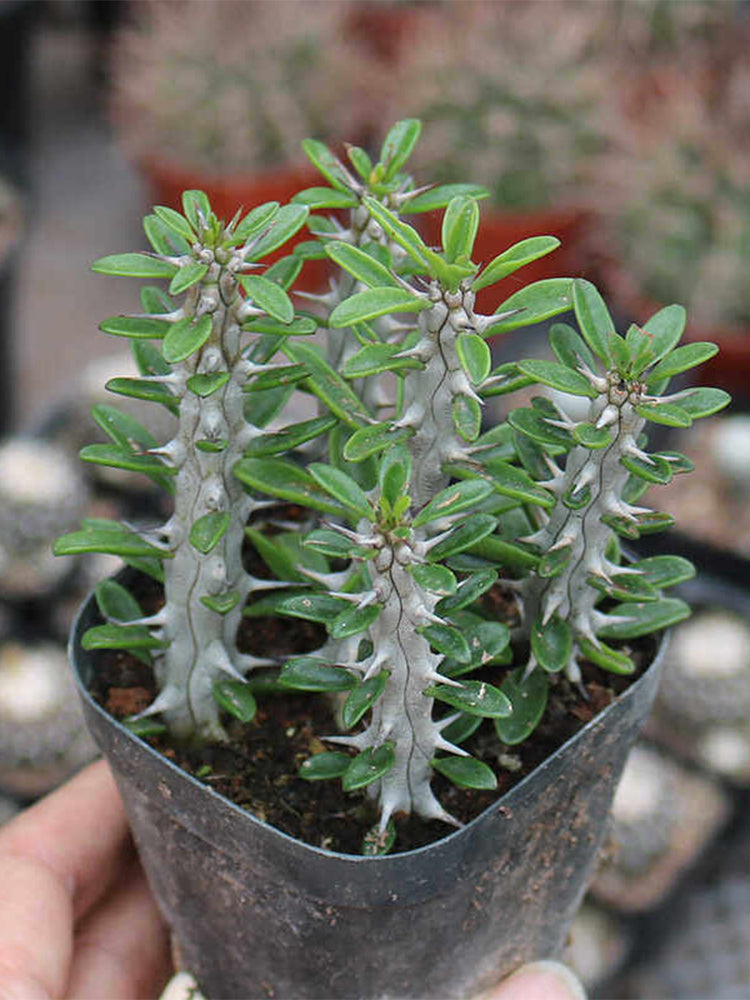 Alluaudia montagnacii Succulent