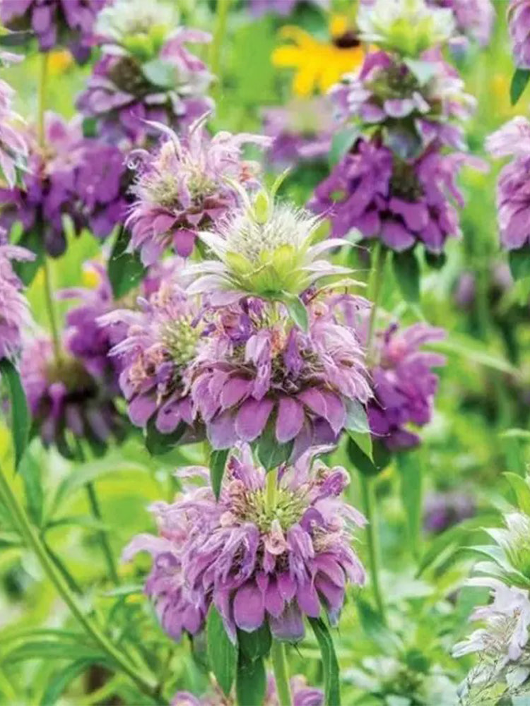Lemon Mint (Monarda citriodora)