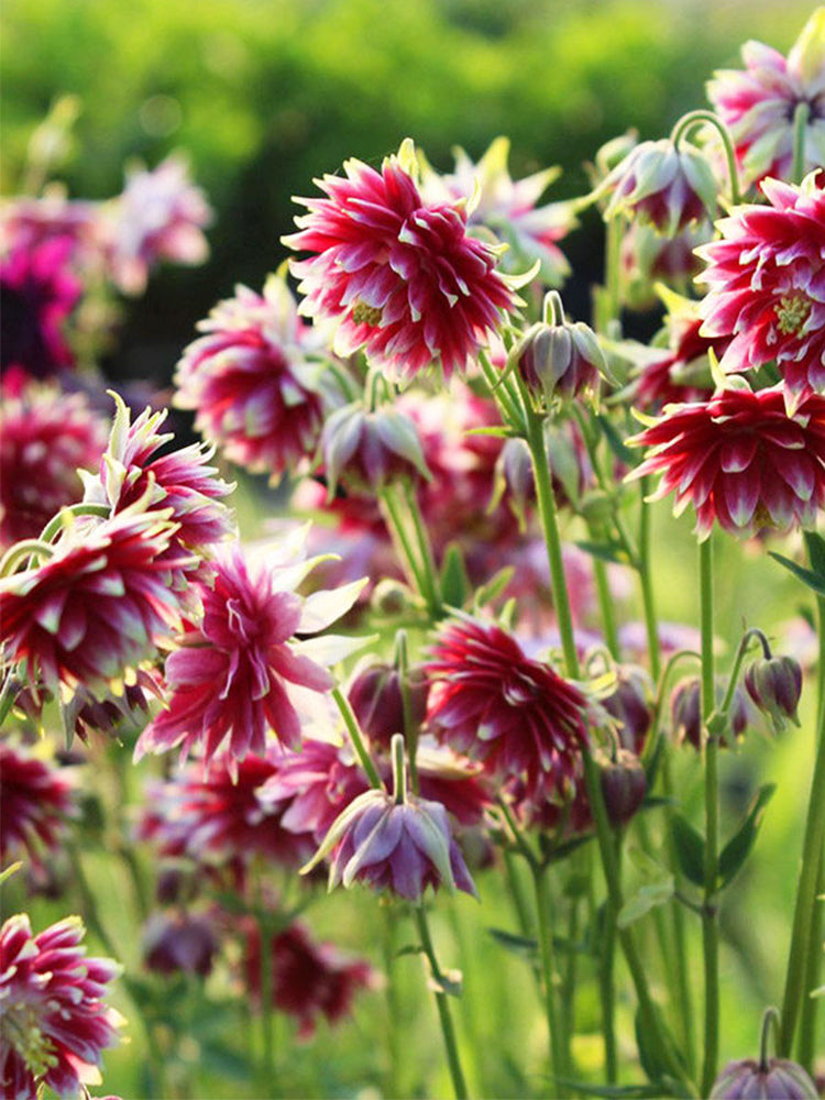 Hezhichun Aquilegia 'Barlow'