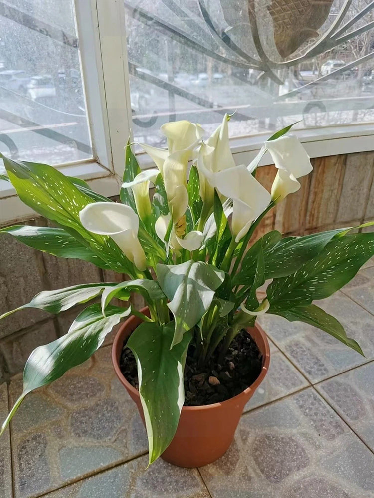 'White Art' Calla Lily