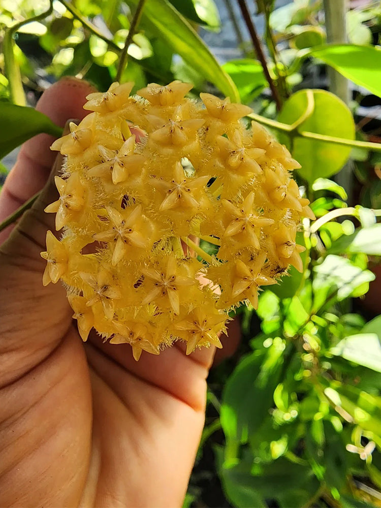 Hoya mindorensis 'Yellow Form' Unrooted Stem Cuttings