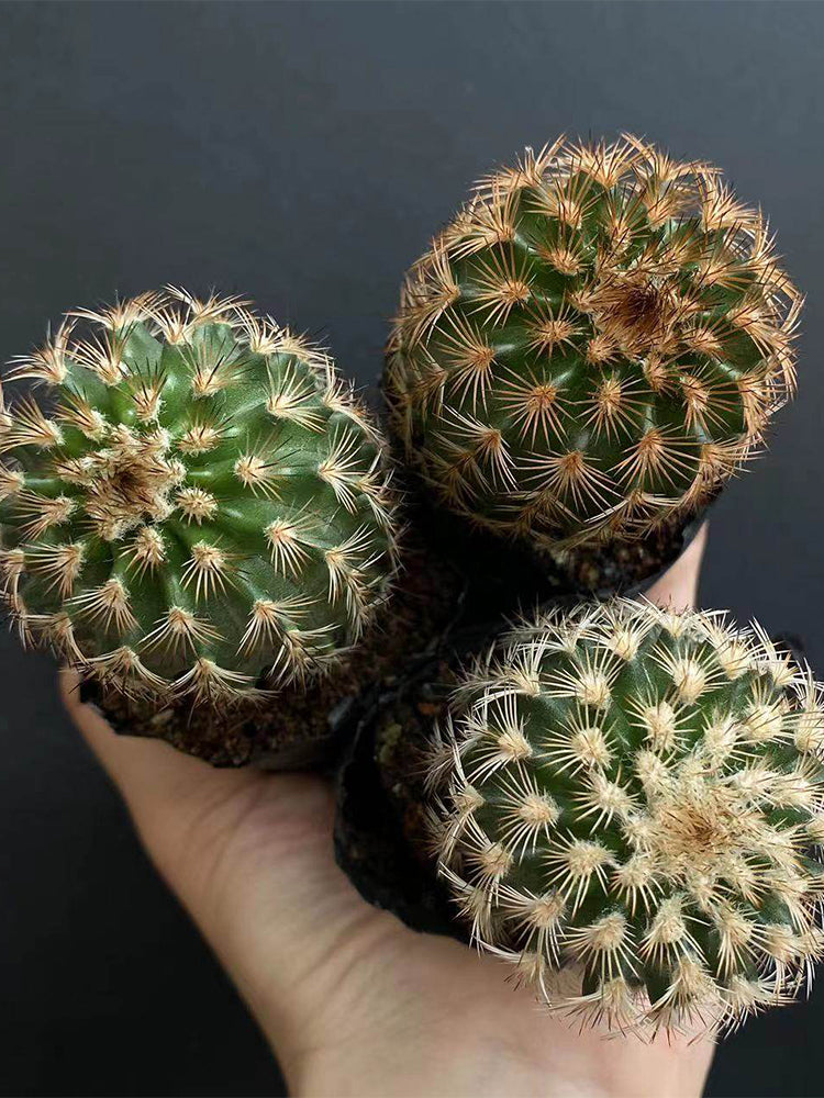 Echinocereus melanocentrus