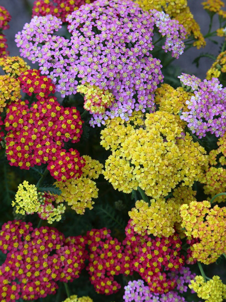 Yarrow, Mixed