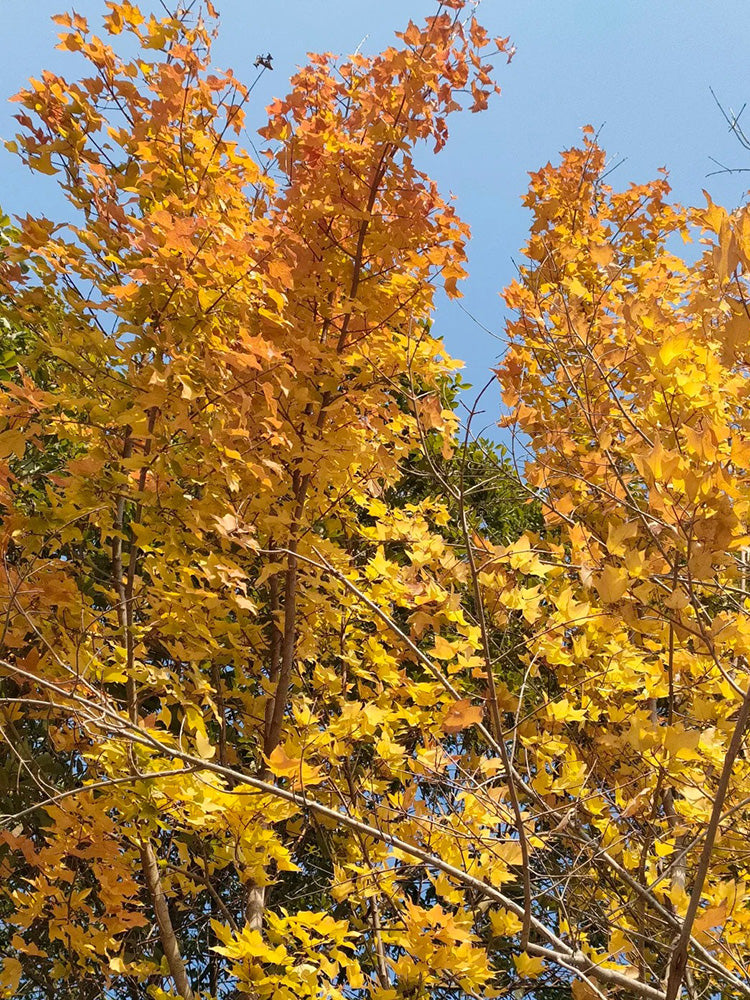 Trident Maple Tree