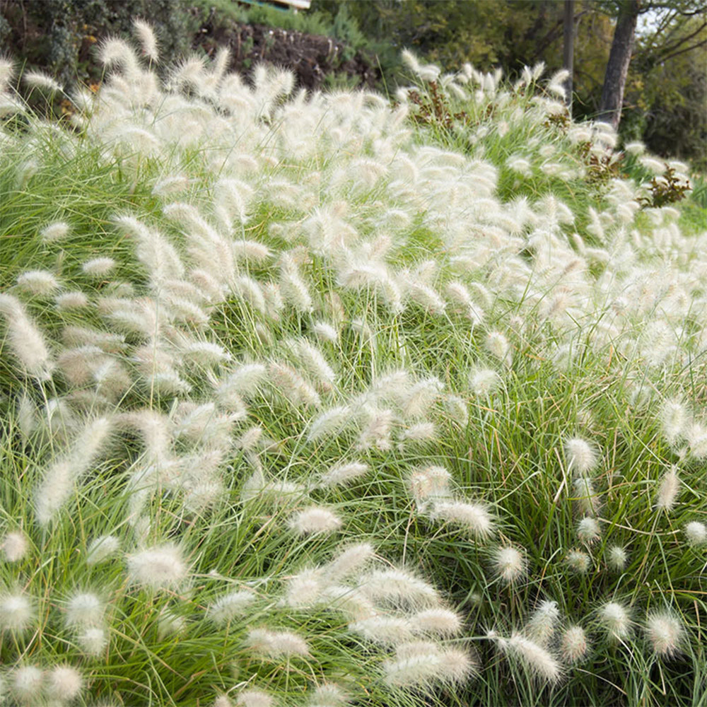 U2223 Long Feathery Fountain Grass