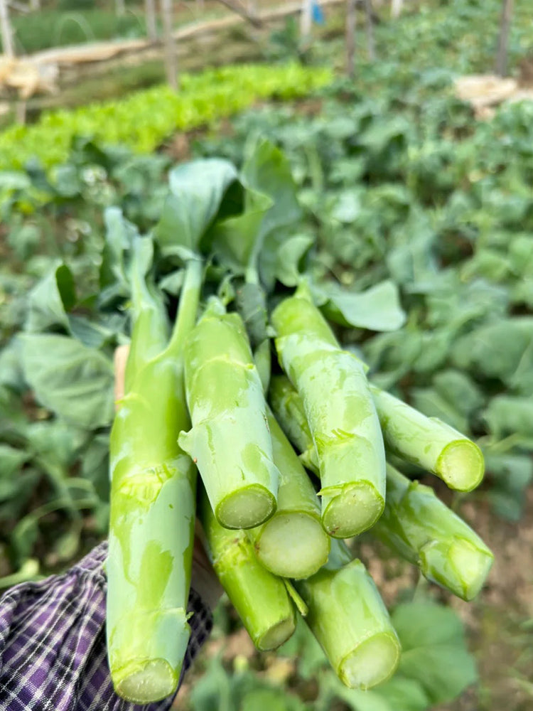 'Jiemei Thick Stem' Chinese Kale