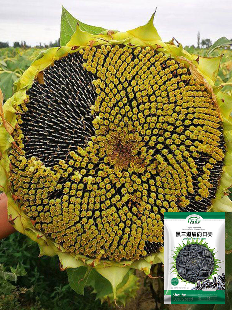 Black Three-Stripe Sunflower
