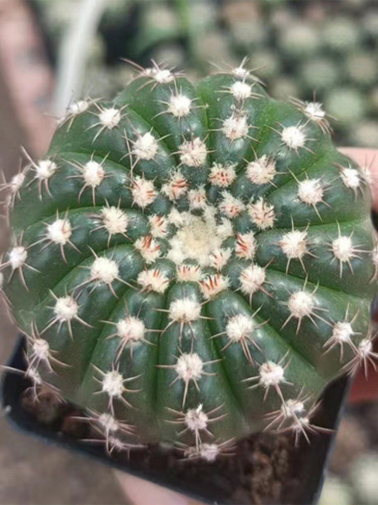 Parodia crassigibba