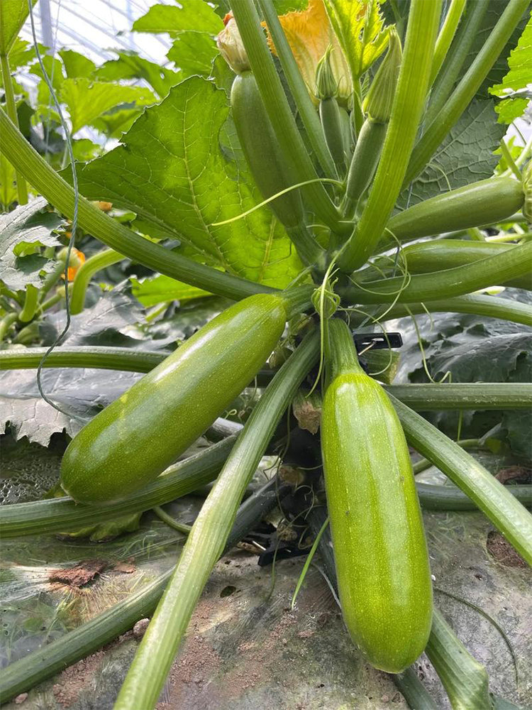 'Yalimei' Zucchini