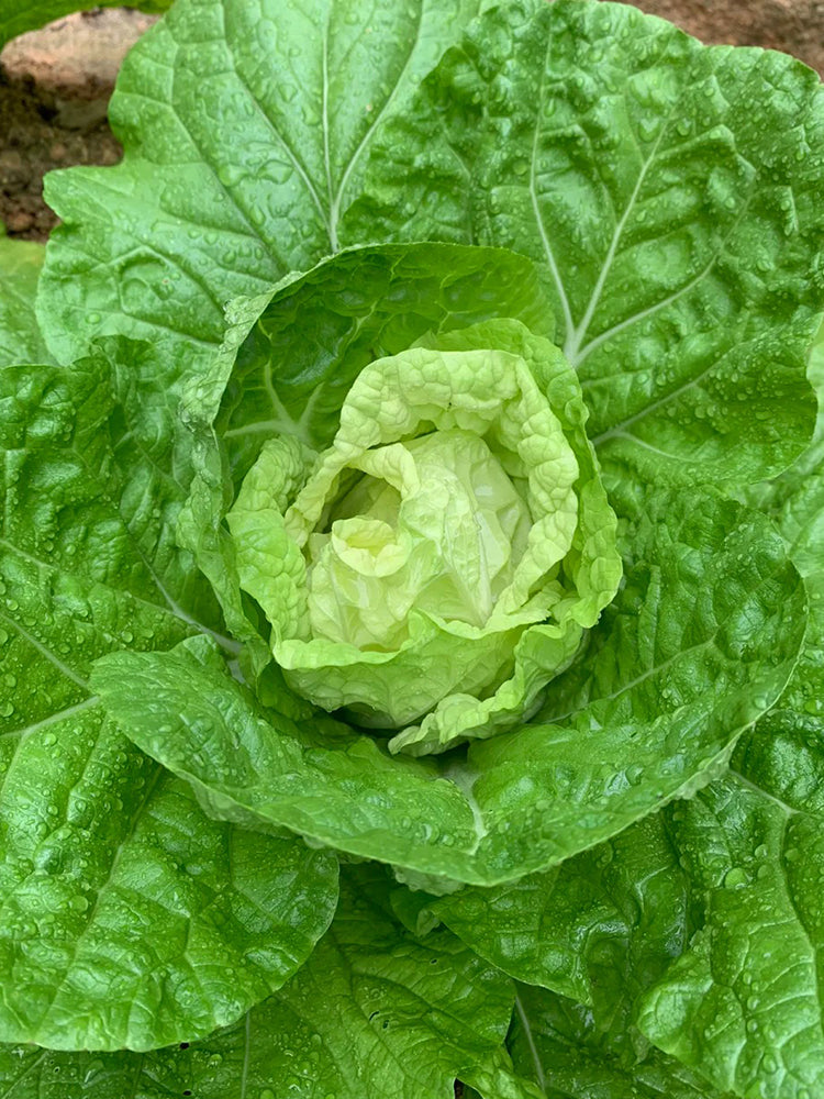 Jiajiale Heading Cabbage