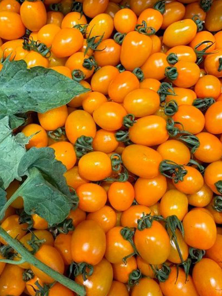 Yellow Roman Tomato