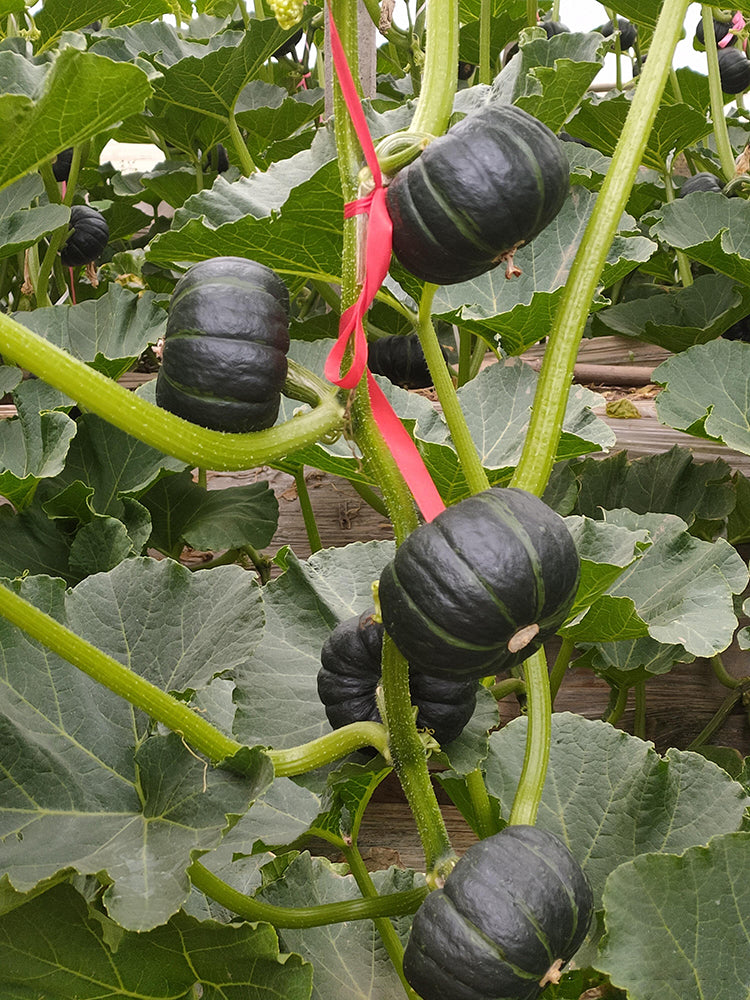 Zhongbei No.2 Pumpkin