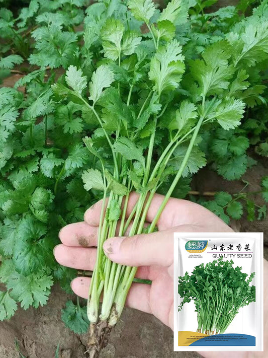 Authentic Shandong Coriander