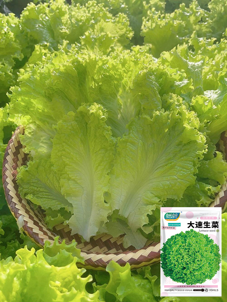 Big Speed Lettuce