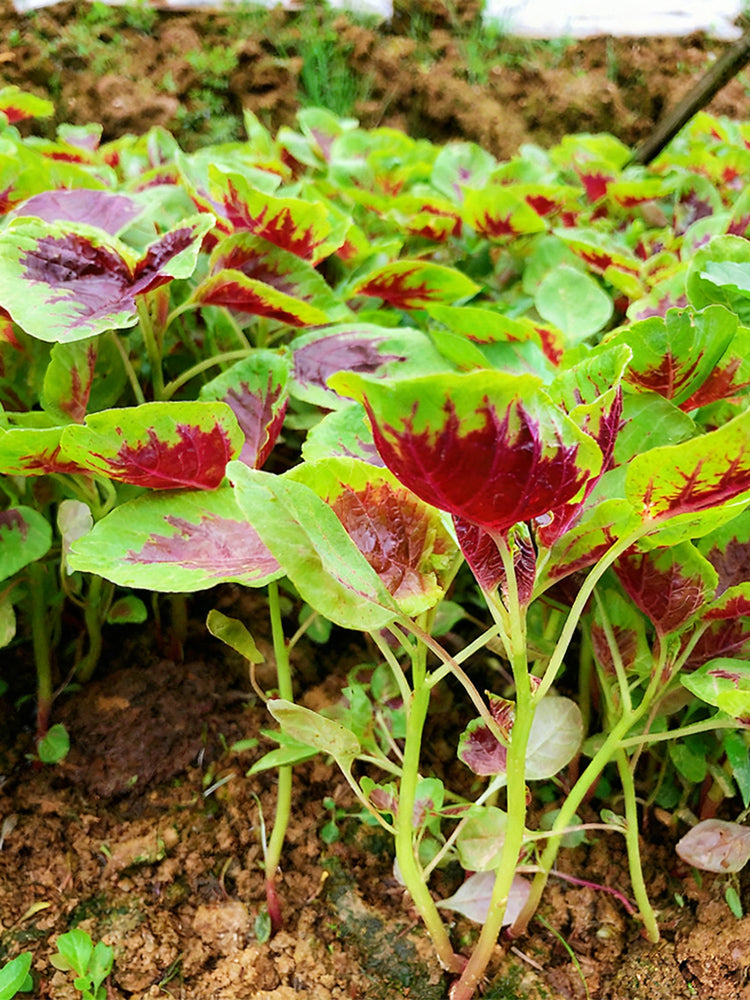 Red-Green Round-leaf Amaranth