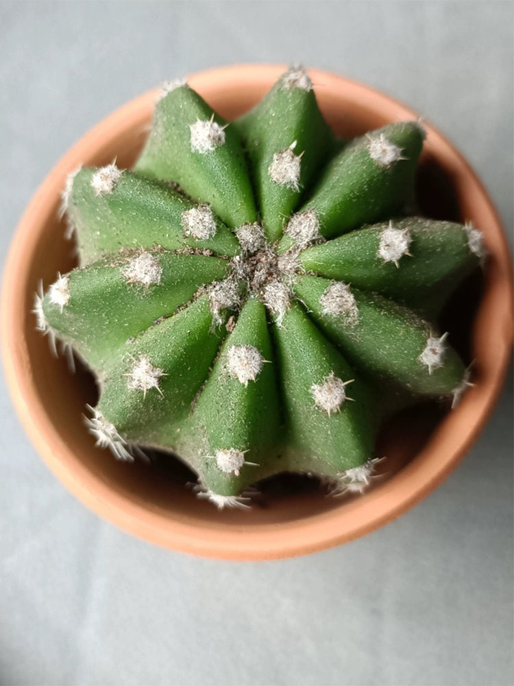 Echinopsis eyriesii Live Cactus