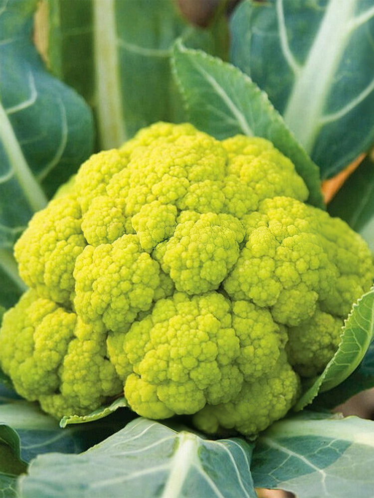 Green Cauliflower
