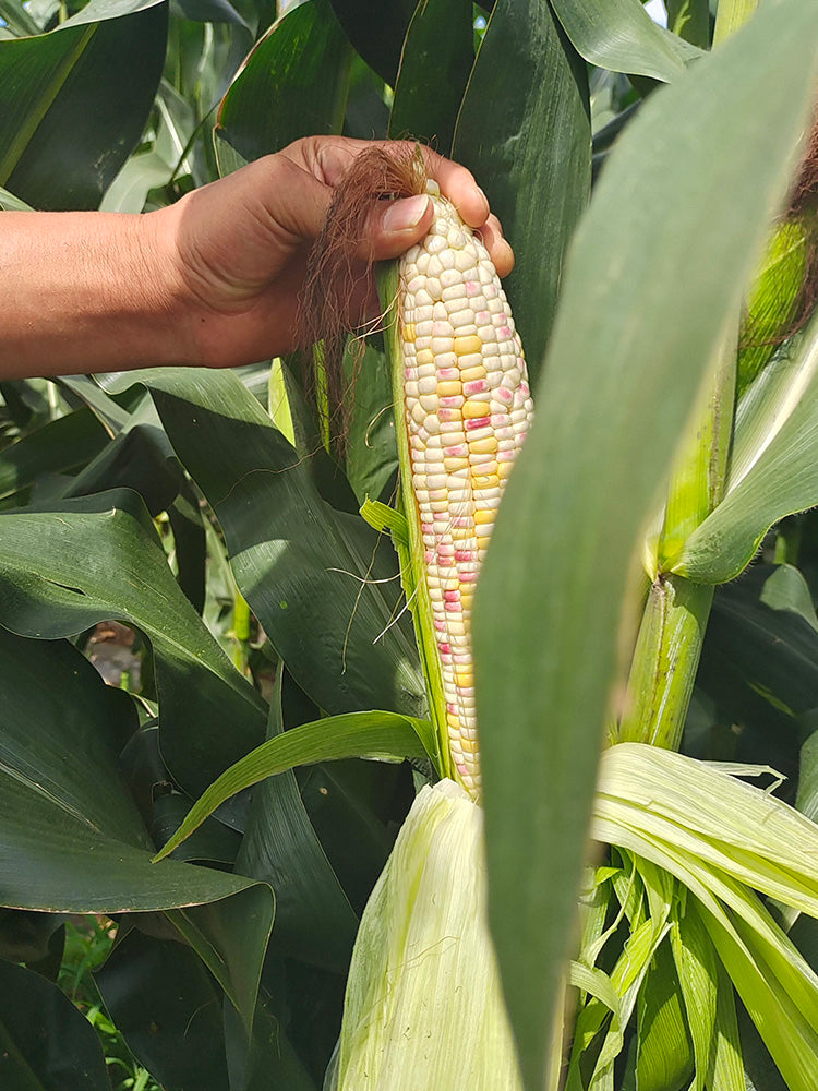 'Huanai 106' Color Sweet Waxy Corn