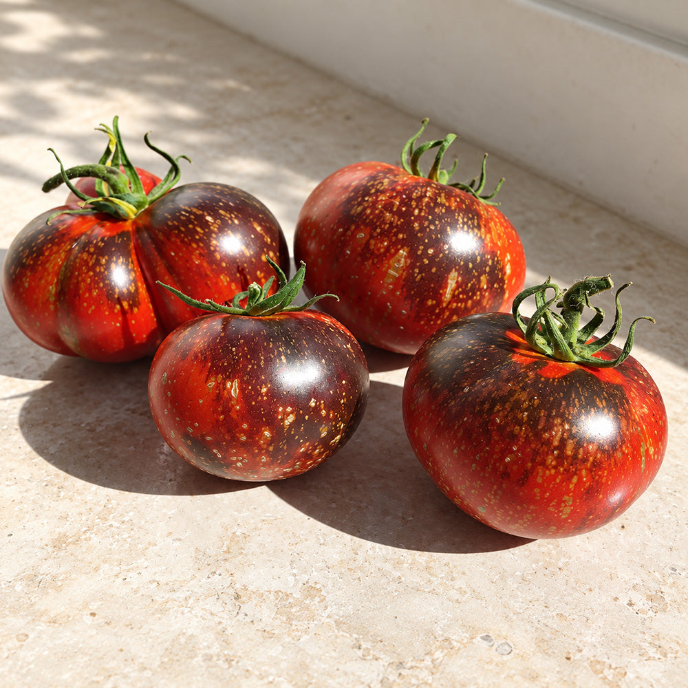 437 Blue Flame Tomato