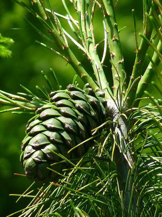 Huashan Pine